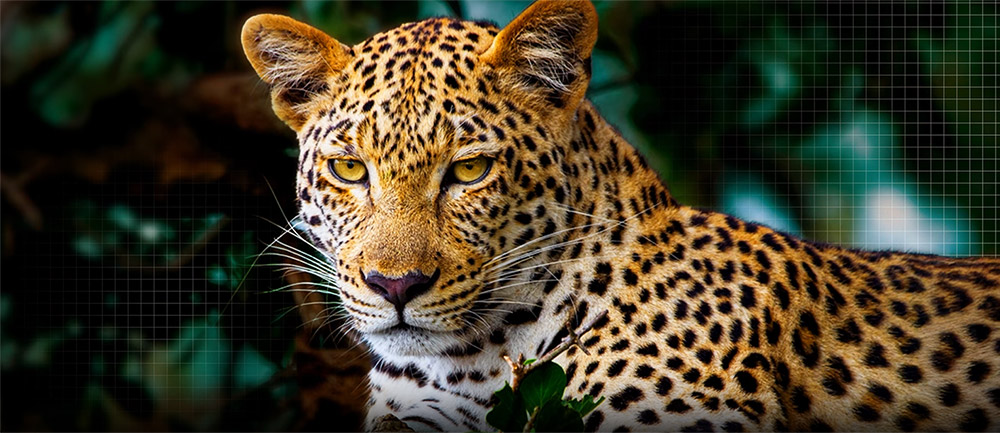 Tivi LG Smart OLED Evo AI 4K 55 inch OLED55G5PSA